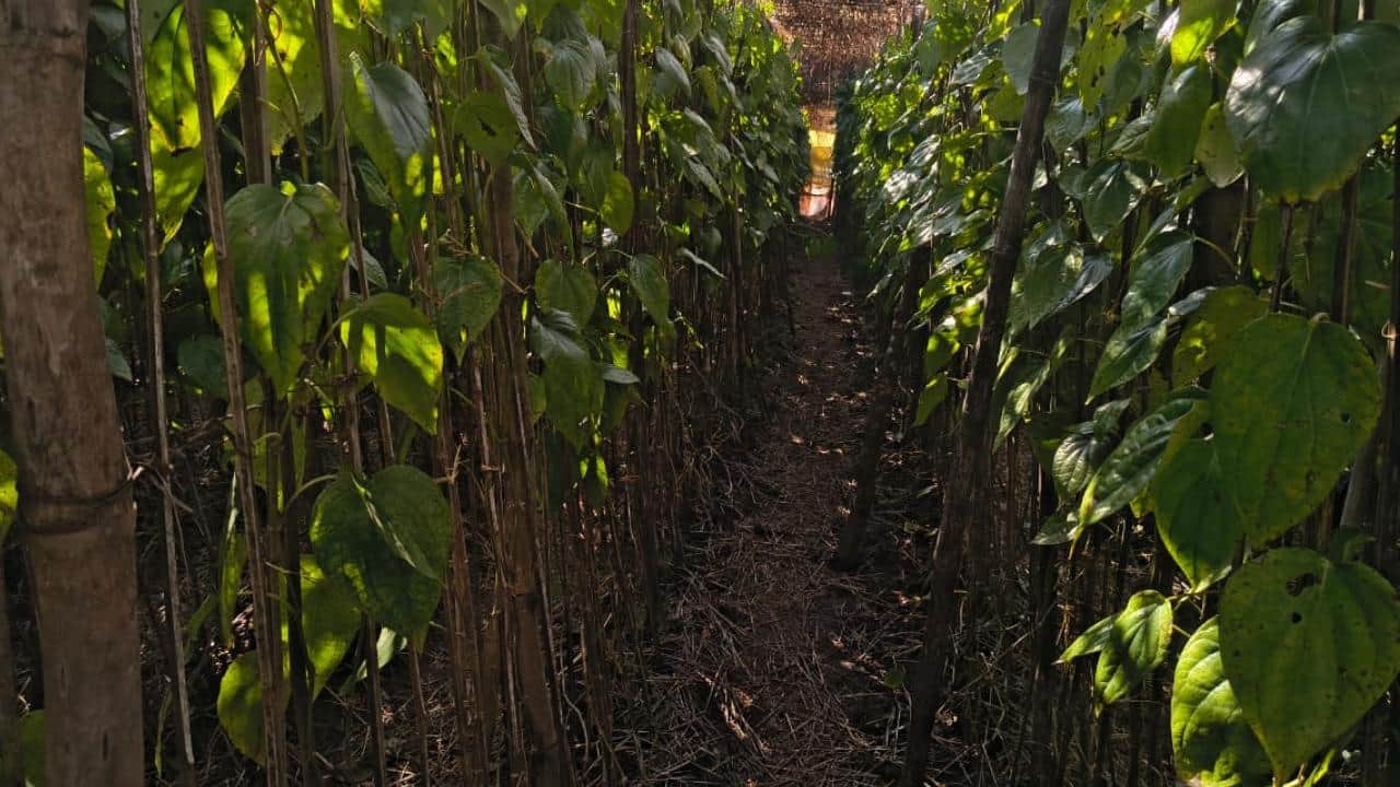 पाली के बरेंजा में लगे पान के पत्तों में आए दाग।