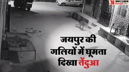 Leopard seen roaming in Agra Road Surya City Jaipur late at night movement captured on CCTV