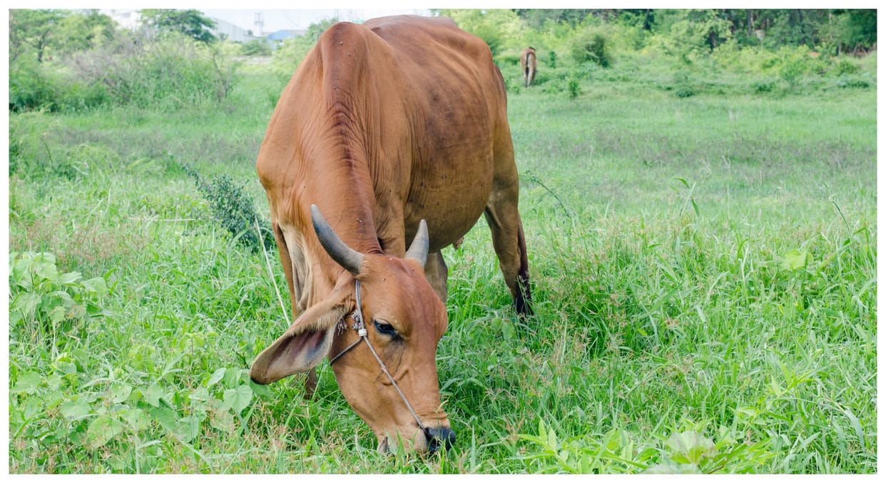 UP News: Genetic testing will improve indigenous breeds, increase the income of livestock farmers.