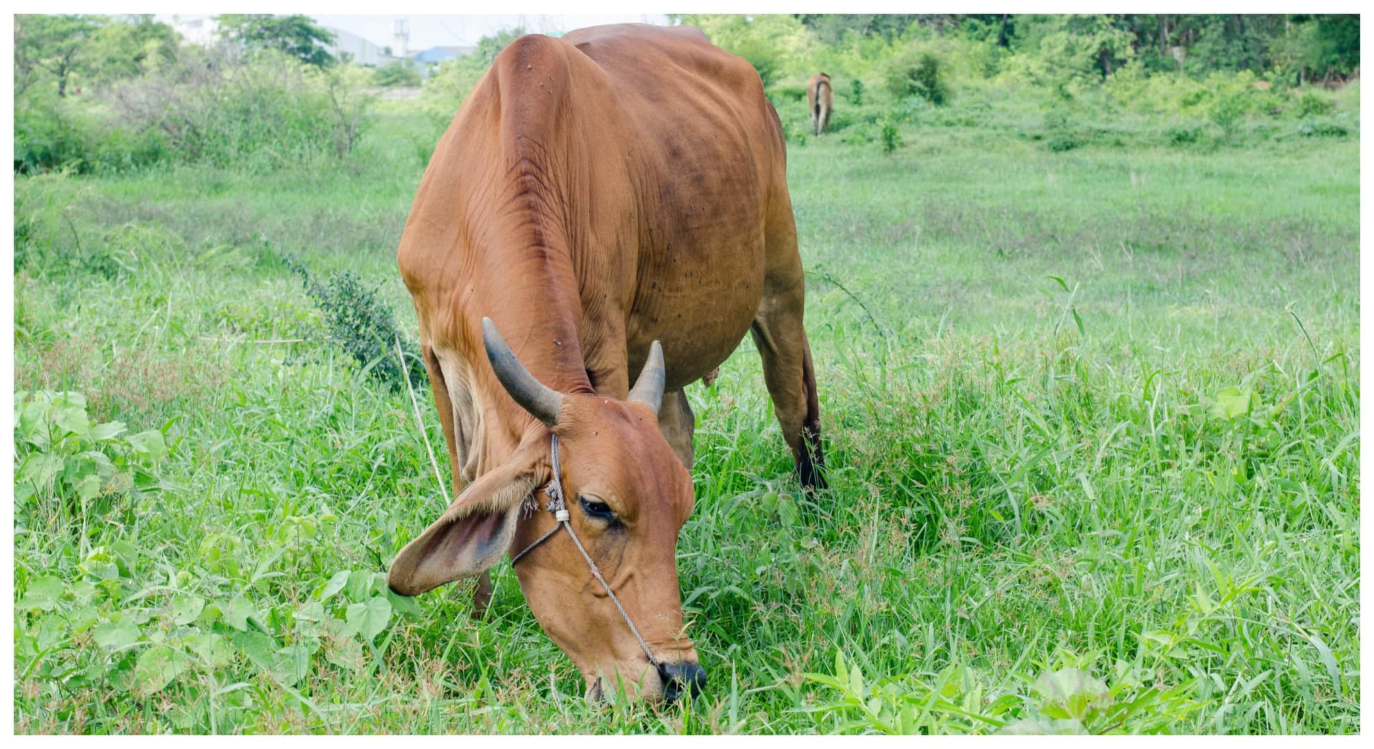 Monsoon Cattle Care: How To Protect Livestock From Rainy Season Diseases