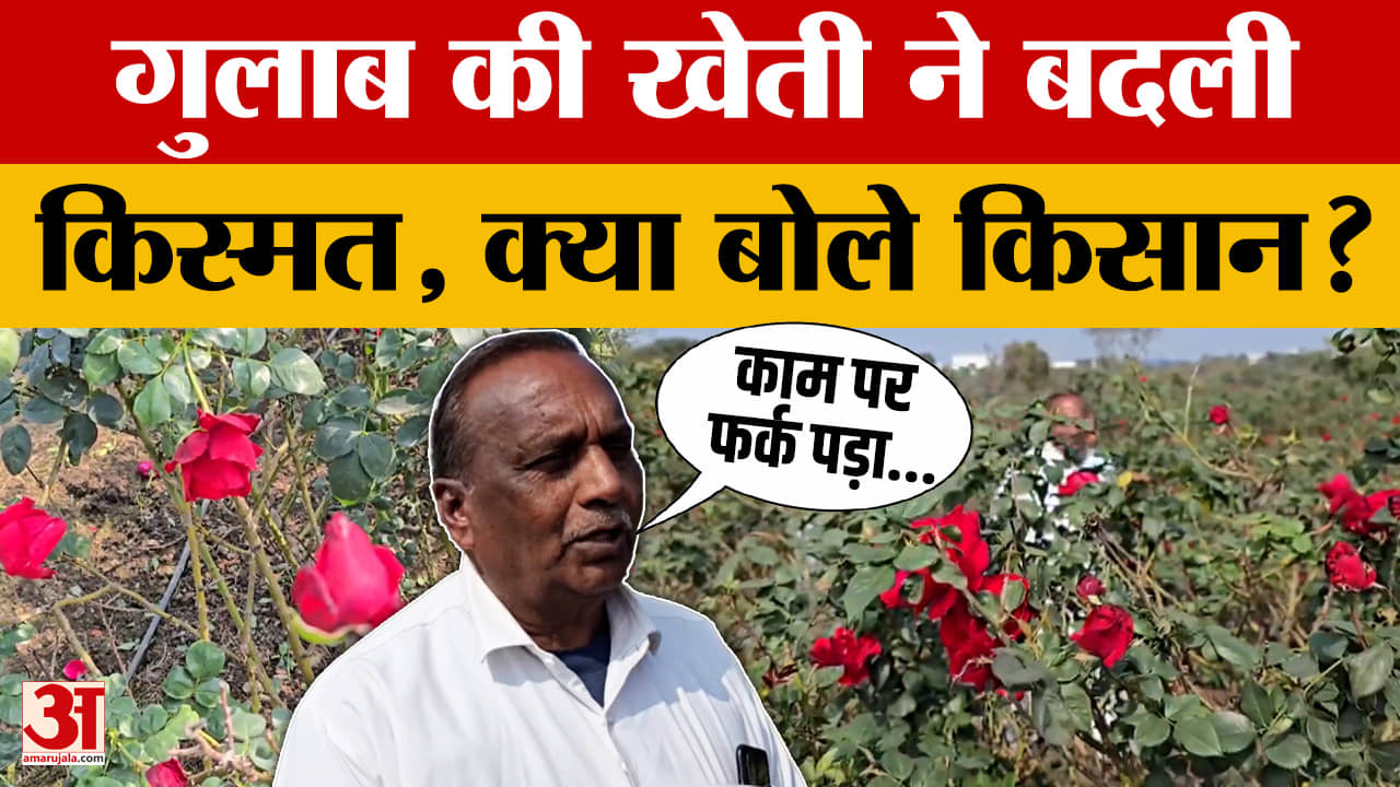 Agar Malwa: पारंपरिक खेती छोड़कर किसनों ने अपनाई गुलाब की फसल, काम पर क्या फर्क पड़ा?