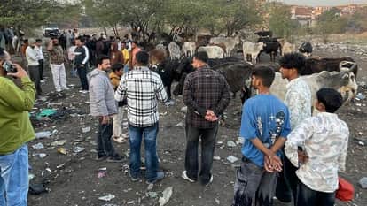 Carcasses of cows and calves found in drain and enclosure in Chandigarh