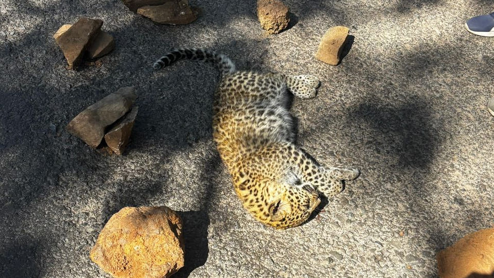 Banda: Leopard cub's body found on the road, FIR registered against unknown vehicle driver