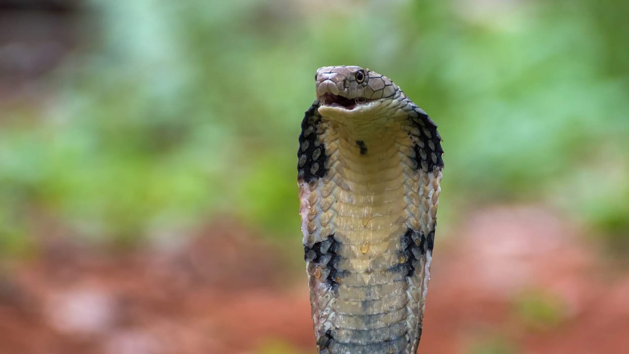 Man grabbed the neck of a king cobra and extracted its venom video goes viral