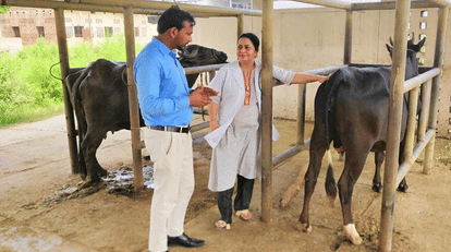indore news: digital vaccination drive for livestock till 15 february