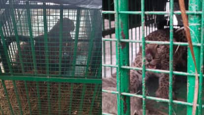 leopard captured in a cage set up by the forest department in Lakhimpur kheri