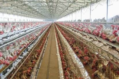 Bird flu threat in the country's largest egg producing district, Tamil Nadu government increases vigil