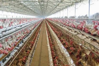 Bird flu threat in the country's largest egg producing district, Tamil Nadu government increases vigil