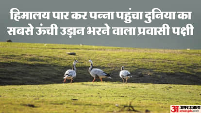 A rare migratory bird known for flying at the highest altitude has been found in the Pawai Range.