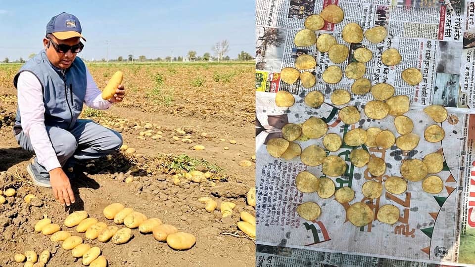 सादाबाद में आलू देखते कंपनी प्रतिनिधि, आलू  की चिप्स