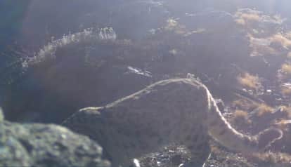 Rare snow leopard sighted in Darma Valley after four years, wildlife lovers rejoice