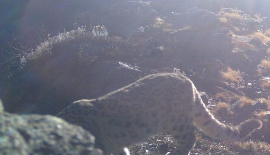 Rare snow leopard sighted in Darma Valley after four years, wildlife lovers rejoice