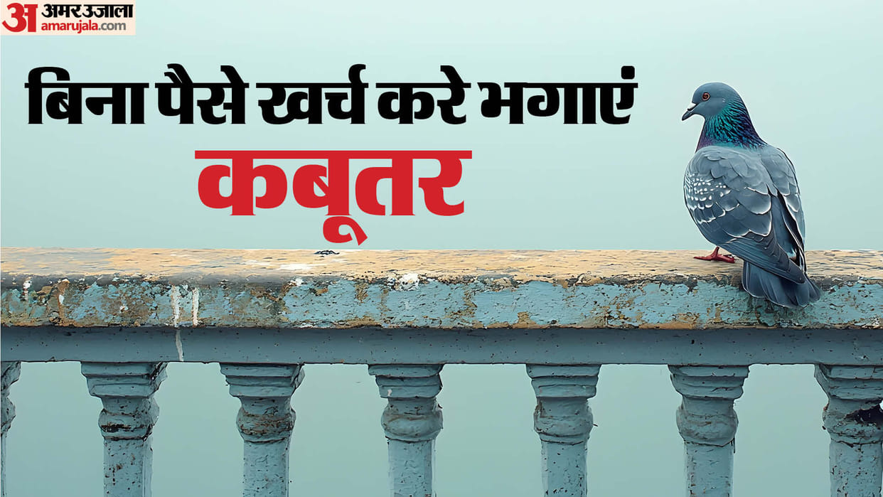 how to deal with pigeons on balcony ghar ki balcony se kabutar kaise bhagaye
