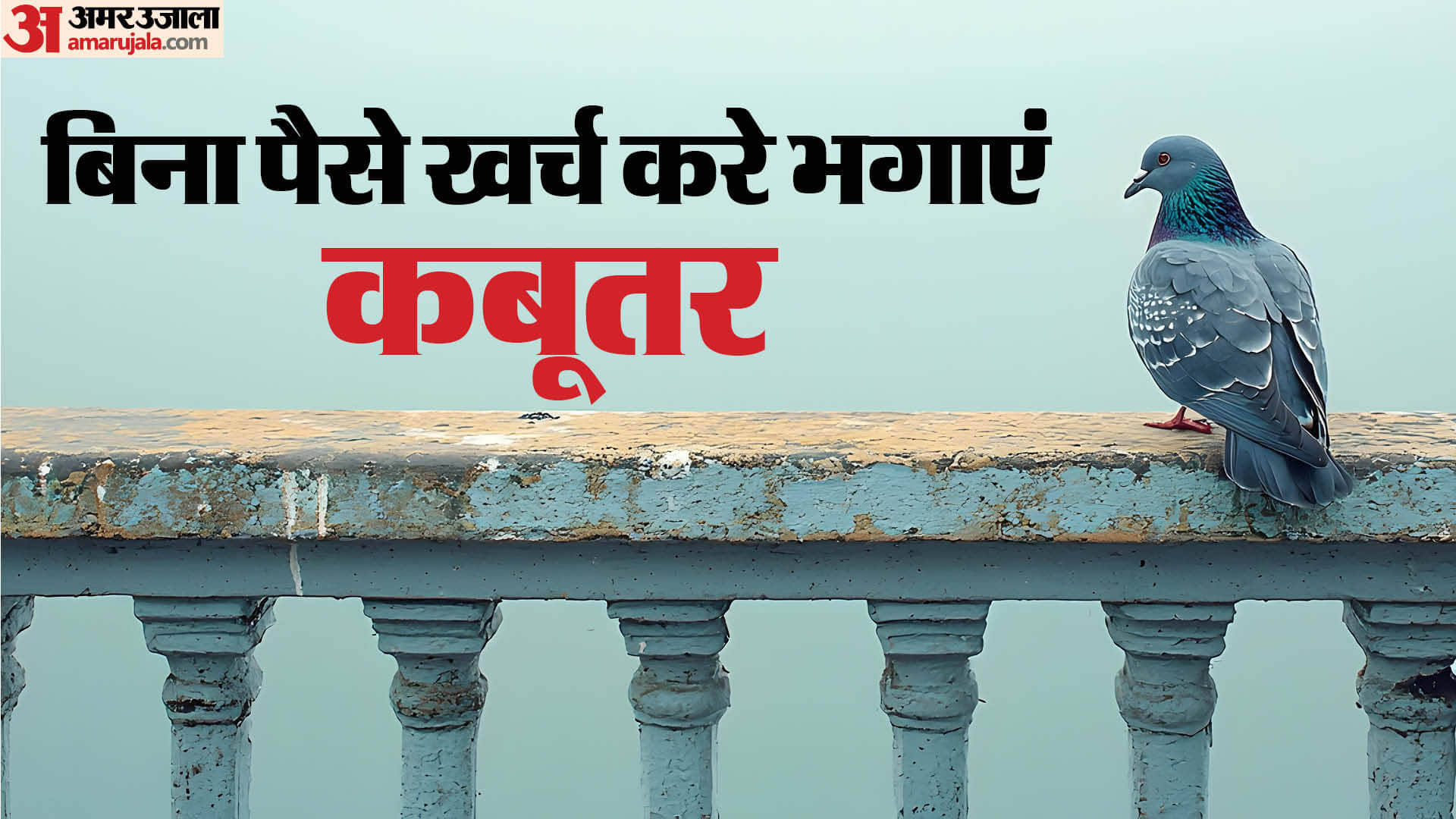 how to deal with pigeons on balcony ghar ki balcony se kabutar kaise bhagaye