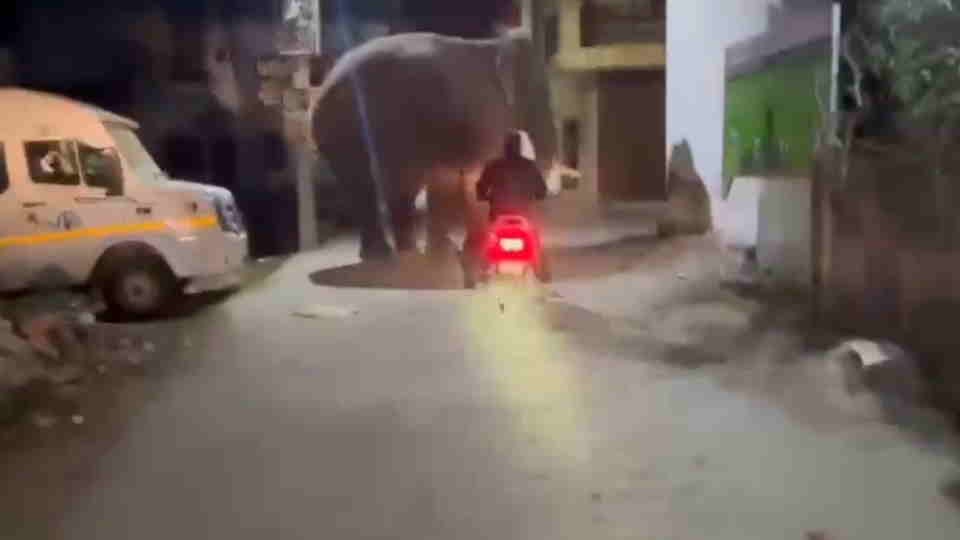 Haridwar News young man chased elephant has entered populated area on his scooter