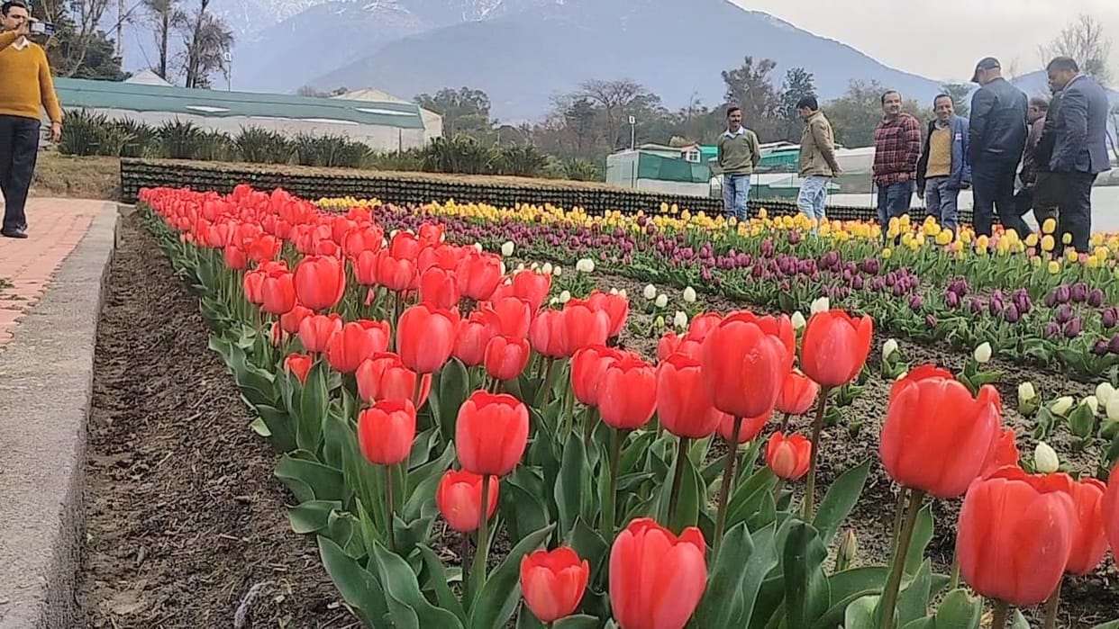 Tulip Garden opens, Palampur blooms with 50,000 plants, inaugurated by SDM
