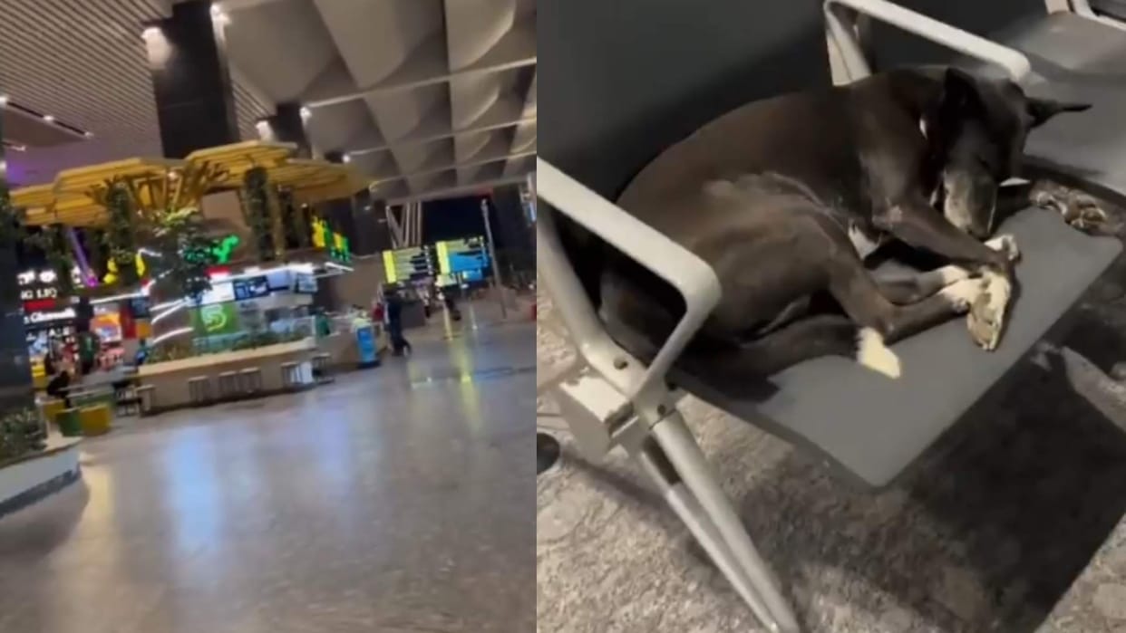 Bengaluru airport Stray dog sleeping on a chair cleanliness humanity sparked a debate on the internet
