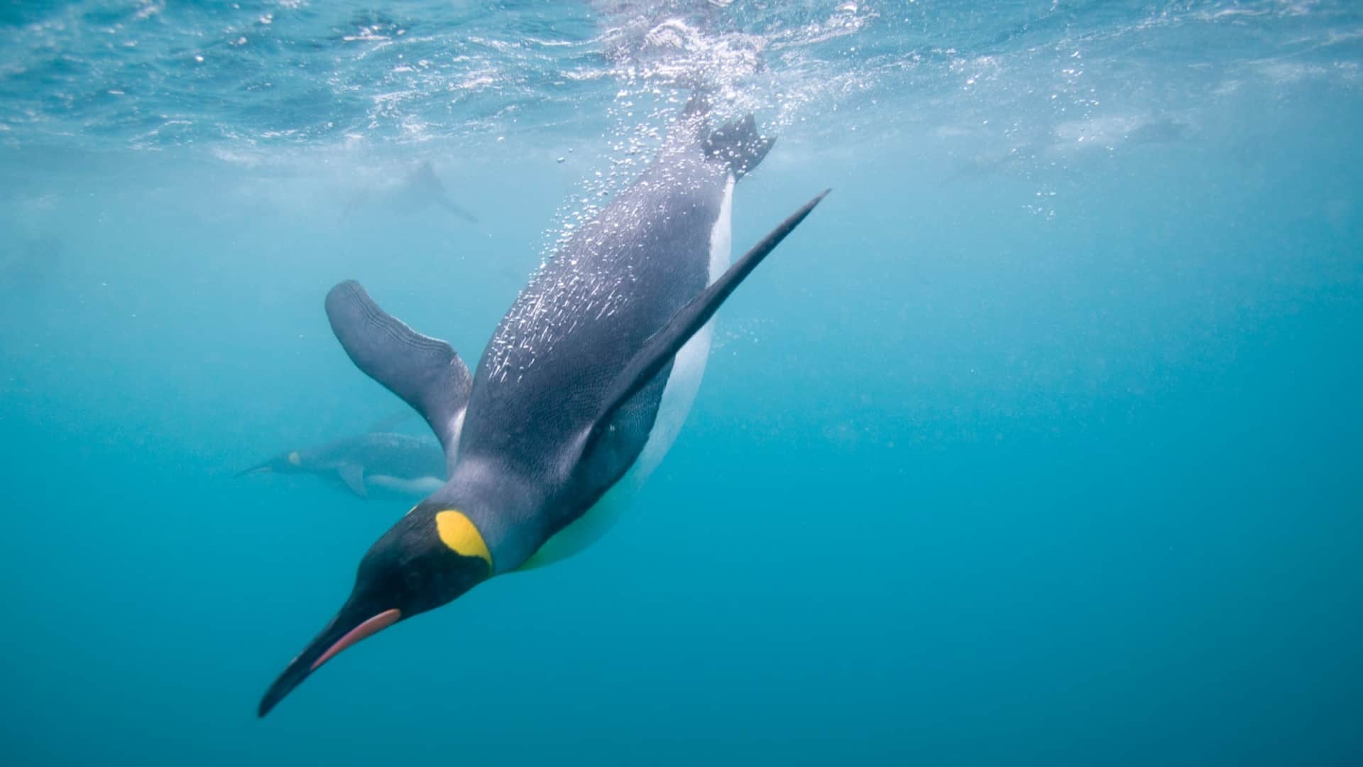 best places to see penguins see full list here where i can see penguins