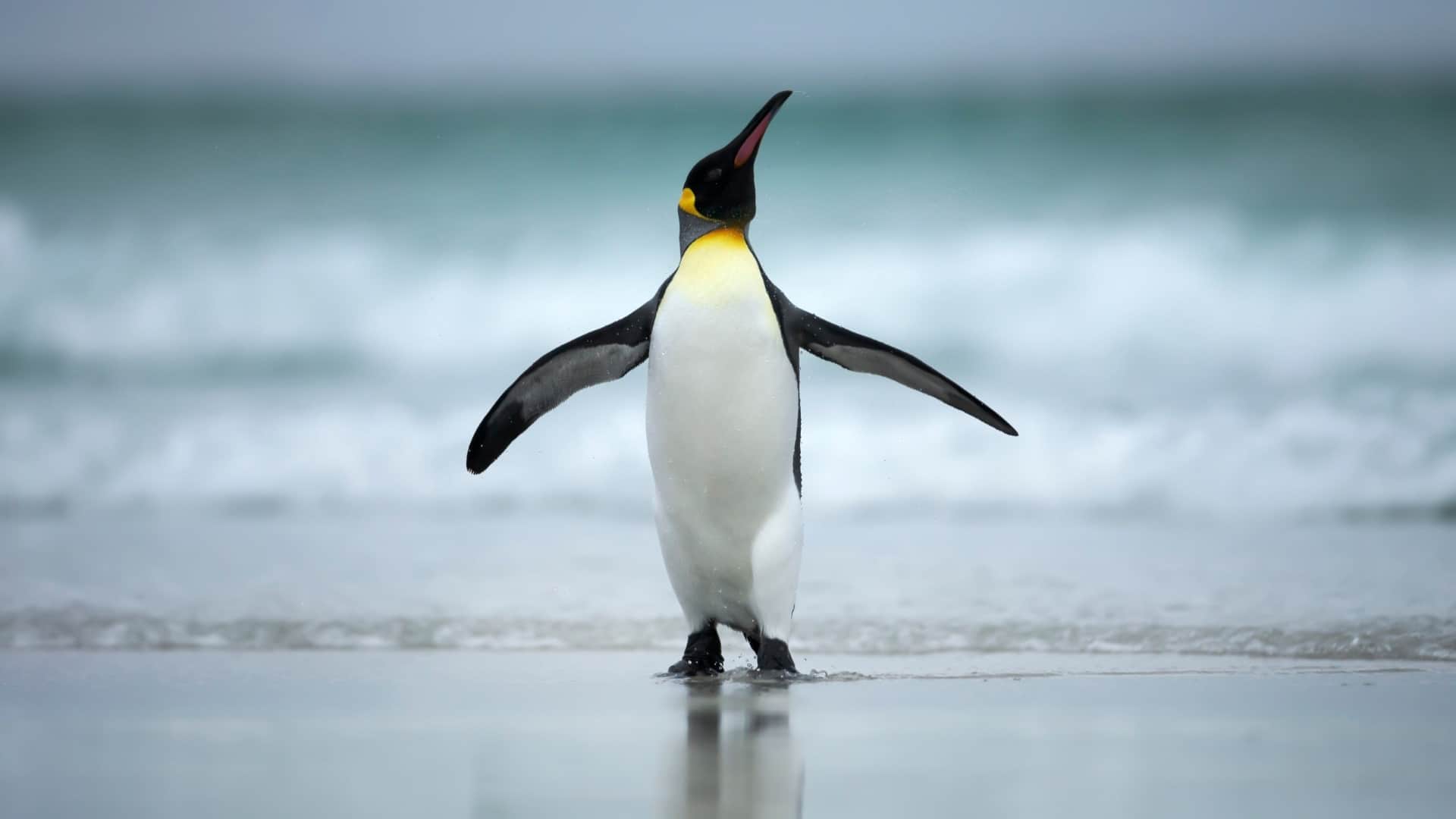 best places to see penguins see full list here where i can see penguins