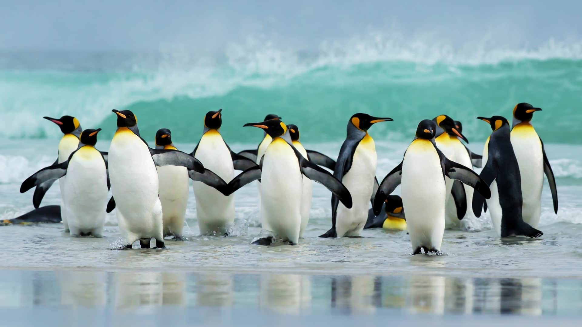 best places to see penguins see full list here where i can see penguins