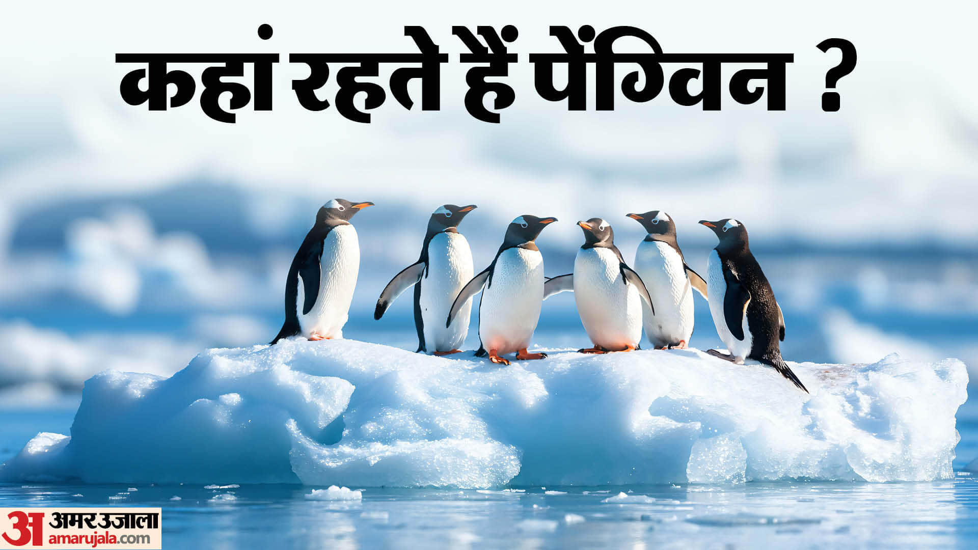 best places to see penguins see full list here where i can see penguins