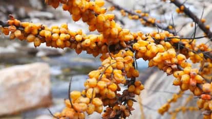 Rich in medicinal properties aamil will find international market Seabuckthorn production will improve economy