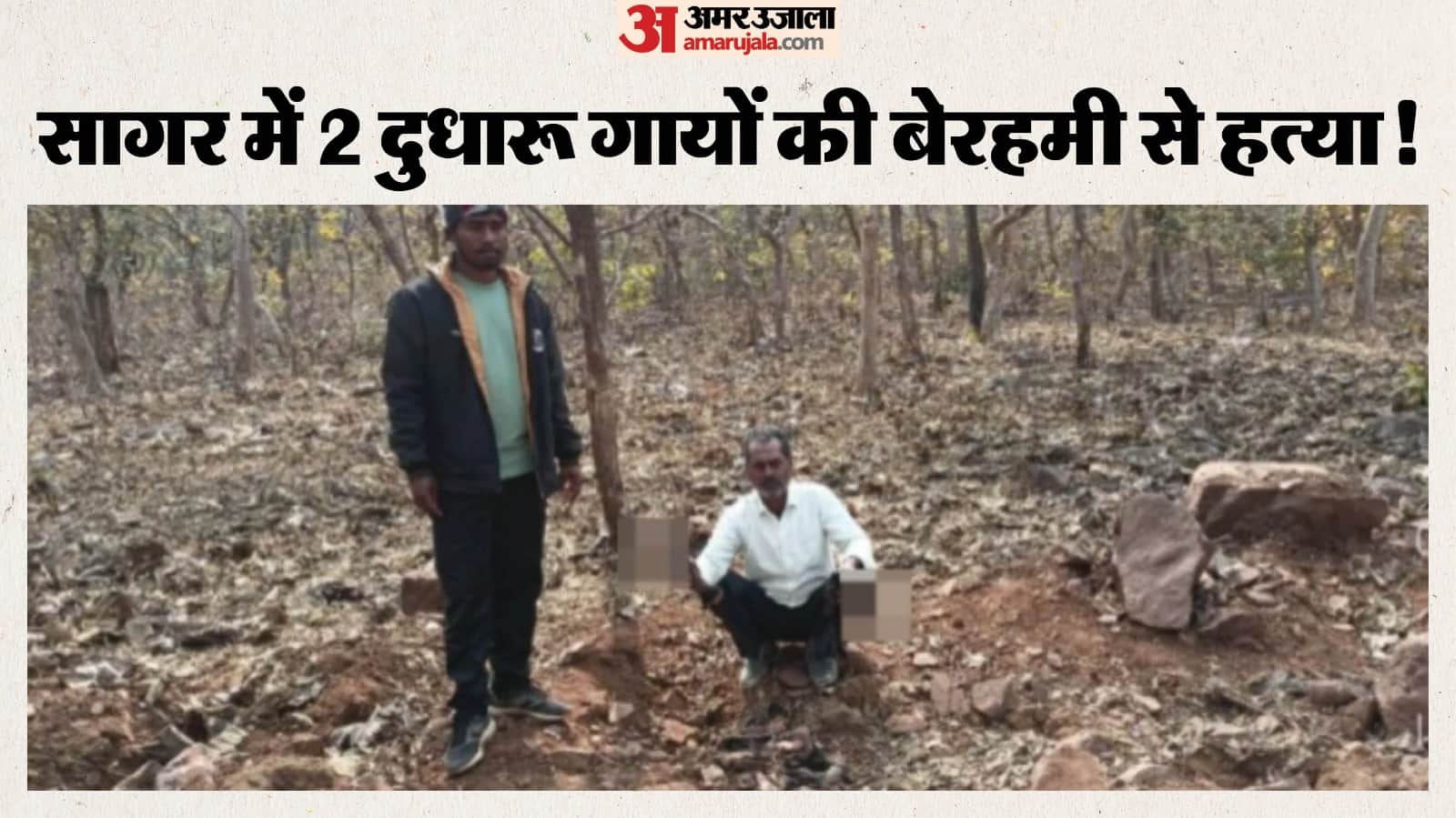 गायों के अवशेष दिखाता पशुपालक।