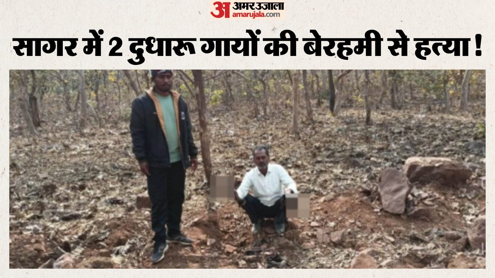 गायों के अवशेष दिखाता पशुपालक।