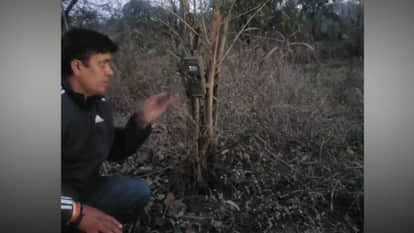 Mhow: Leopard caught on camera at Mhow Army War College, search underway for a week