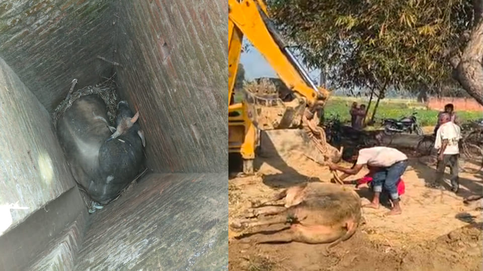 Auraiya: Bull that fell into an open borewell safely rescued with a bulldozer