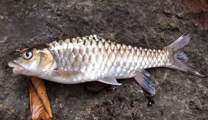 A new species of Mahseer, Tor Sattalensis, was discovered in Sattal Lake in bhimtal