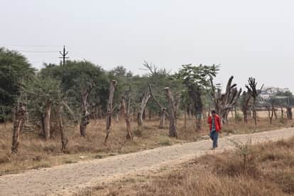 Indore: Preparations underway to cut two lakh trees in Indore and surrounding areas, green coverage area reduc