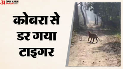 Cobra and tiger fight in Pilibhit Tiger Reserve