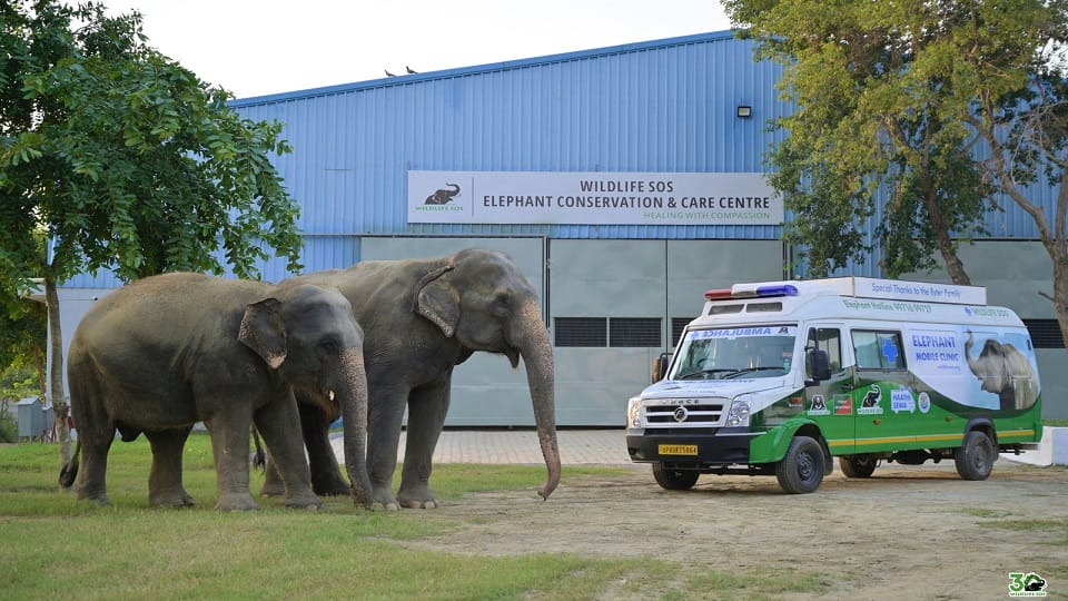 Wildlife SOS Completes 30 Years of Rescue Mission