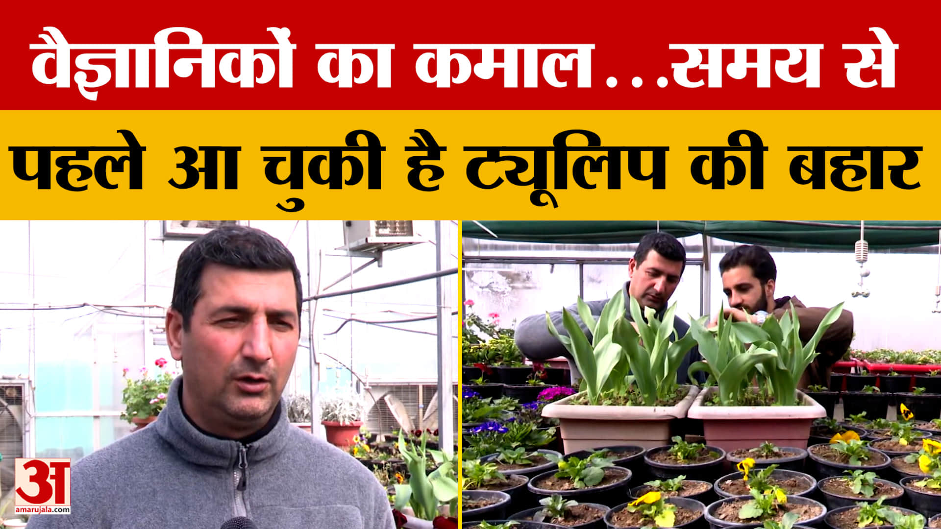 Jammu News: वैज्ञानिकों का कमाल...समय से पहले आ चुकी है ट्यूलिप की बहार