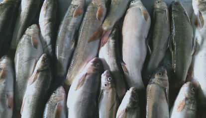 Snow trout fish, the pride of the Himalayas, is on the verge of extinction in thal