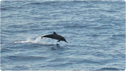 Marine mammals on the Konkan coast of Maharashtra precious treasures of biological resources