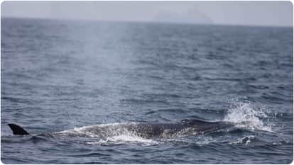 Marine mammals on the Konkan coast of Maharashtra precious treasures of biological resources