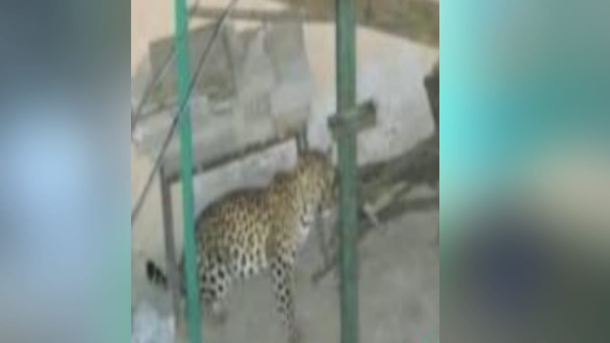 Leopard spotted in residential area of Kuftadhar, panic grips residents