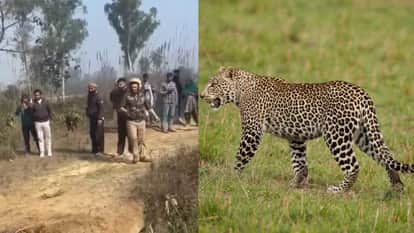 Bijnor leopard attacks forest guard during rescue video goes viral on social media