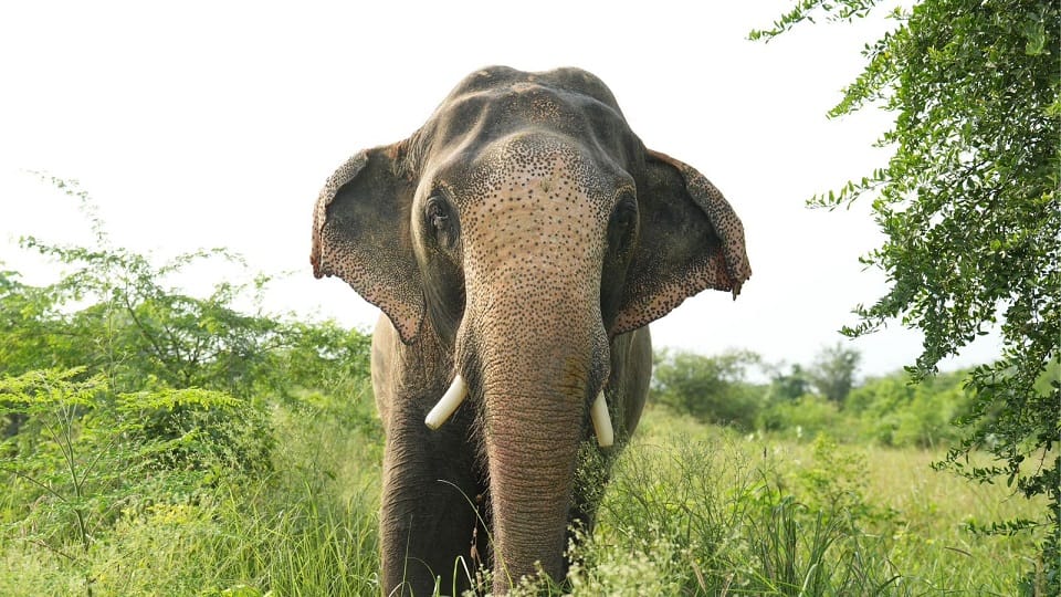 Stray elephant from Marwahi caused chaos in Pasan area overnight