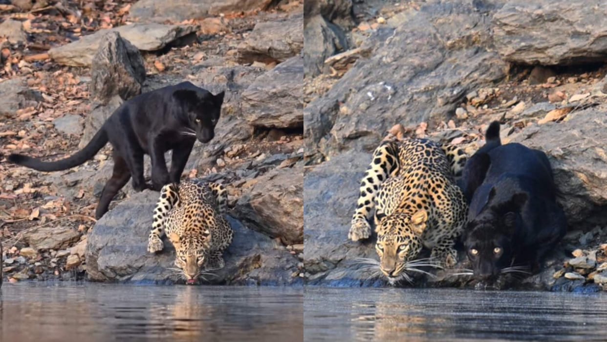 Leopard and black panther seen drinking water together rare wildlife video goes viral