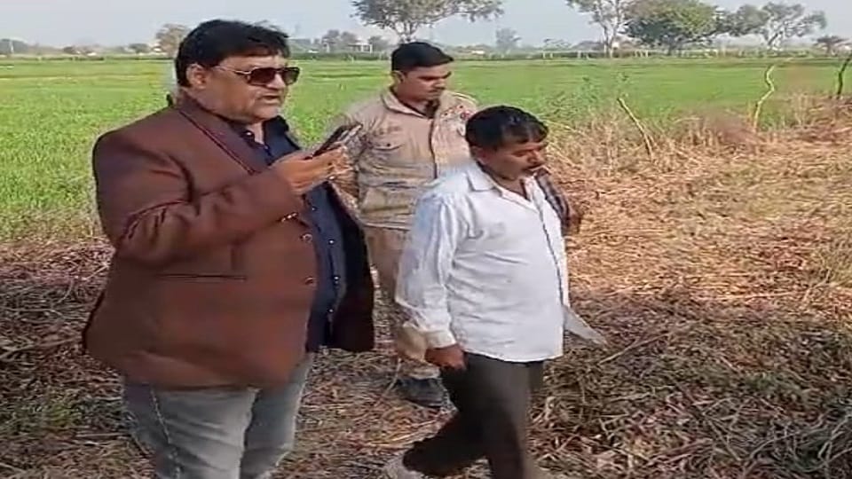 tree plantation ghotala