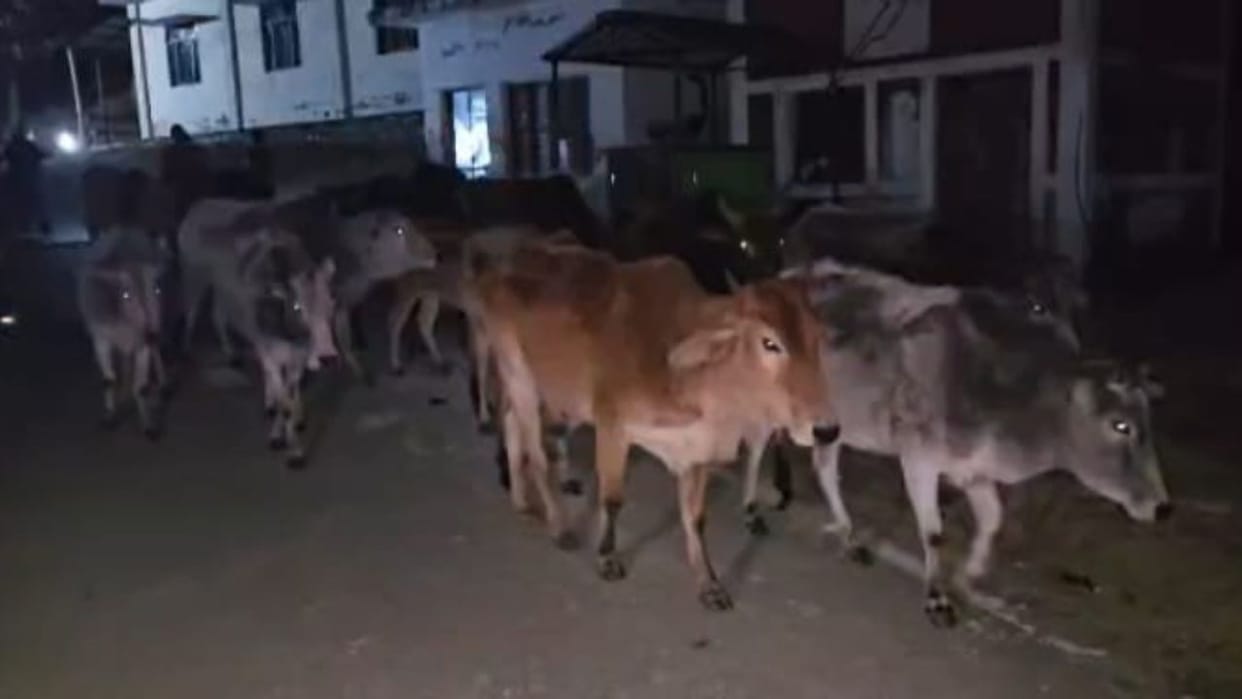 Women protest in tehsil with abandoned animals in Garuda in Bageshwar