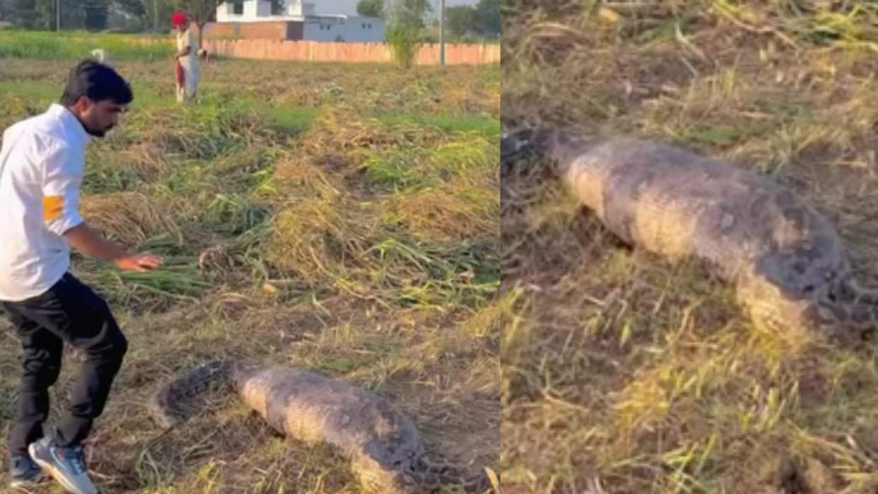 Viral video a giant python found in the field after swallowing its prey a man mustered courage and caught him