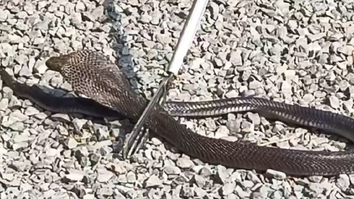 Six cobra snakes found in the house before Mahashivratri family panicked