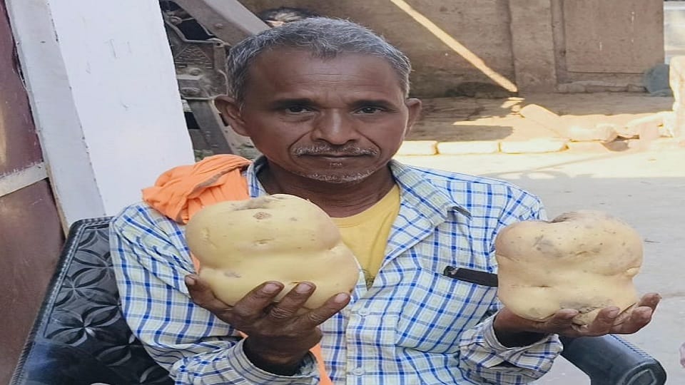 UP: A farmer in Farrukhabad grew potatoes some two kilorgrams in Weight