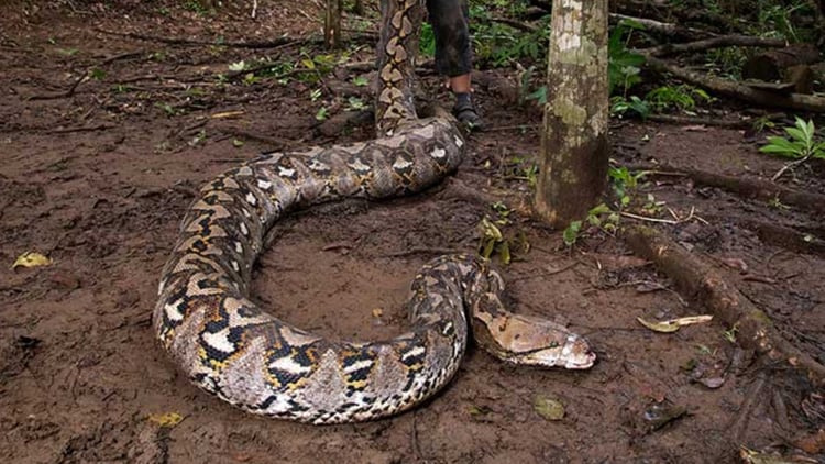 Python:इंडोनेशिया में 23 फीट का दुनिया का सबसे लंबा सांप, वजन 213 पाउंड ...