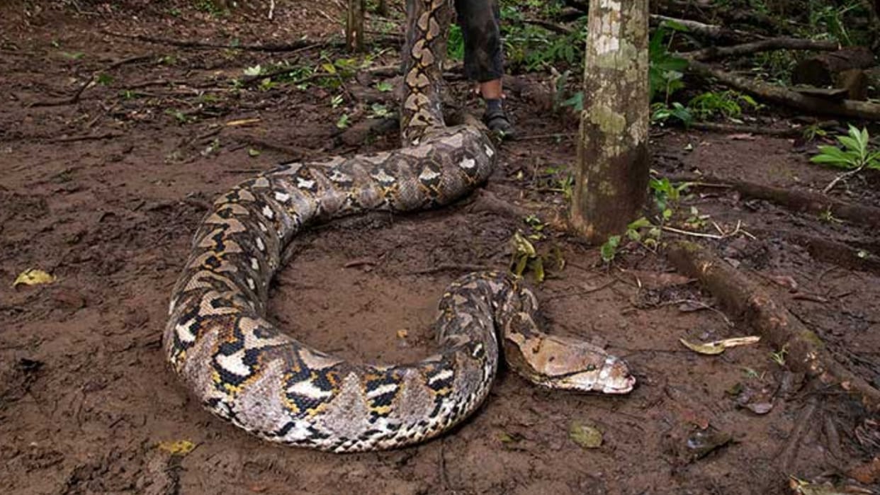 guinness world record confirms world s longest python ibu baron in indonesia