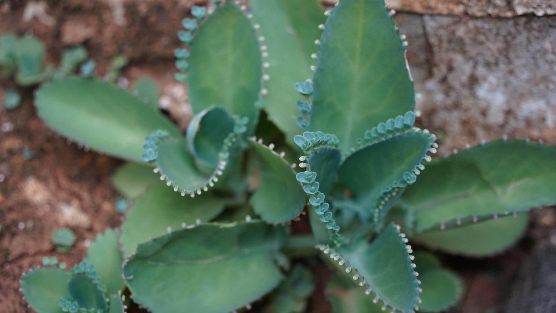 plant nursery business idea patharchatta plant farming details in hindi